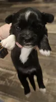 Black -Female, a female Shorkie for sale in Sicily Island, LA – Photo 4 of 5