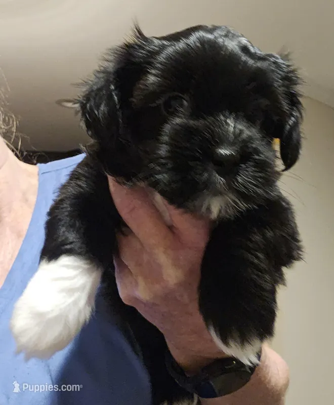 Shorkie Female 2 – Shorkie puppy for sale in Sicily Island, LA