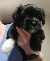 Shorkie Female 2, a female Shorkie for sale in Sicily Island, LA – 3 of 3