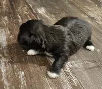 Black -Female, a female Shorkie for sale in Sicily Island, LA – Photo 5 of 5