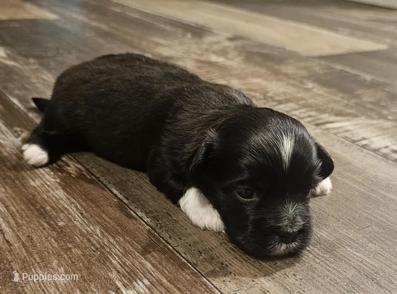 Black -Female – Shorkie puppy for sale in Sicily Island, LA