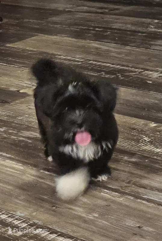 Shorkie Female 2 – Shorkie puppy for sale in Sicily Island, LA