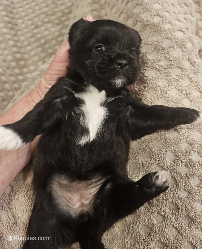 Shorkie  Female 3 – Shorkie puppy for sale in Sicily Island, LA