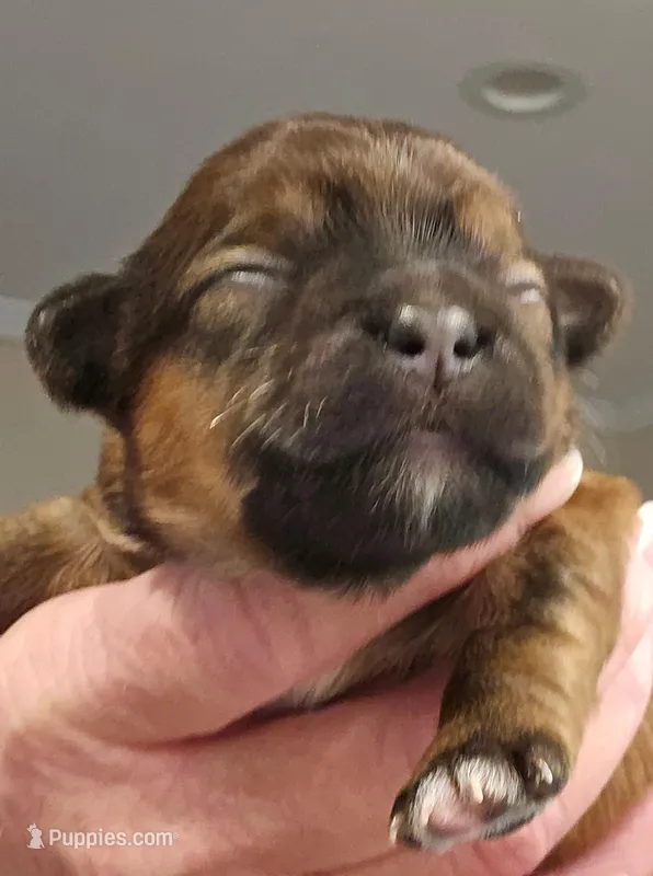 Brown Female – Shorkie puppy for sale in Sicily Island, LA