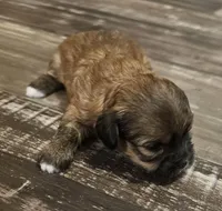 Brown Shorkie Female 1, a female Shorkie for sale in Sicily Island, LA – Photo 3 of 4