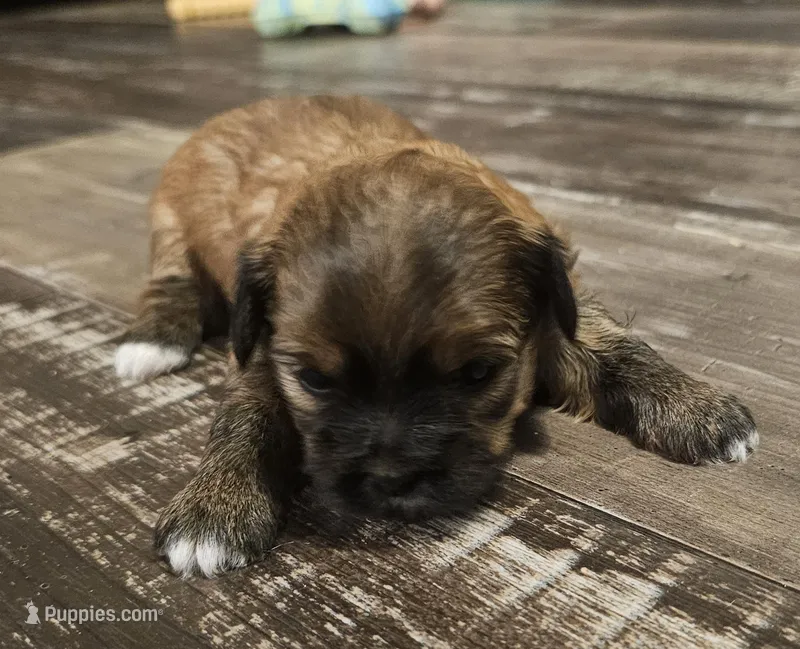 Brown Female – Shorkie puppy for sale in Sicily Island, LA