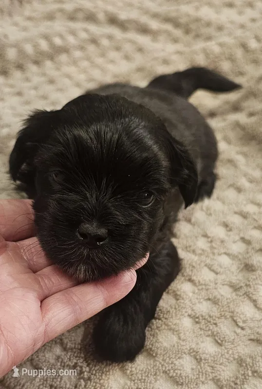 Shorkie  Male 2 – Shorkie puppy on hold in Sicily Island, LA