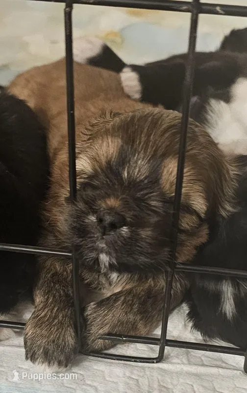 Brown Shorkie Female 1 – Shorkie puppy for sale in Sicily Island, LA