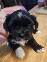 Shorkie Female 2, a female Shorkie for sale in Sicily Island, LA – 2 of 3