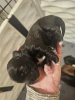 Black -Female, a female Shorkie for sale in Sicily Island, LA – Photo 3 of 5