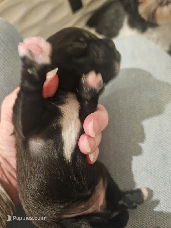 Shorkie Female 2 – Shorkie puppy for sale in Sicily Island, LA