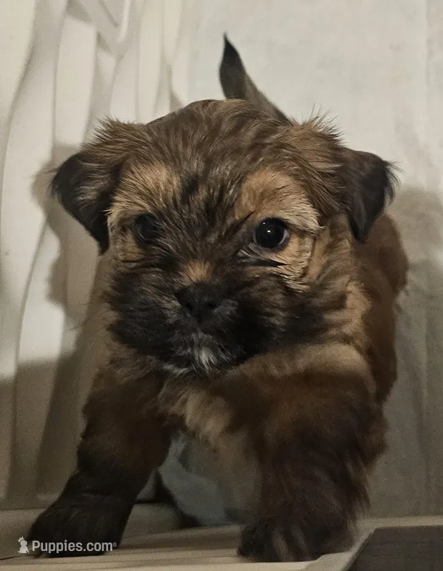 Brown Shorkie Female 1 – Shorkie puppy for sale in Sicily Island, LA