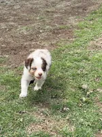 Hazelnut, a female Miniature Australian Shepherd for sale in Saltsburg, PA – Photo 4 of 5