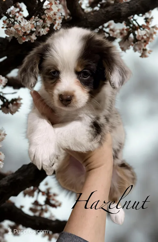 Hazelnut – Miniature Australian Shepherd puppy for sale in Saltsburg, PA