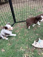 Hazelnut, a female Miniature Australian Shepherd for sale in Saltsburg, PA – Photo 5 of 5