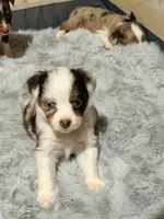 Hazelnut, a female Miniature Australian Shepherd for sale in Saltsburg, PA – Photo 2 of 5