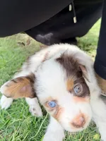 Hazelnut, a female Miniature Australian Shepherd for sale in Saltsburg, PA – Photo 3 of 5