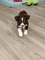 Cherry, a female Miniature Australian Shepherd for sale in Saltsburg, PA – Photo 2 of 4