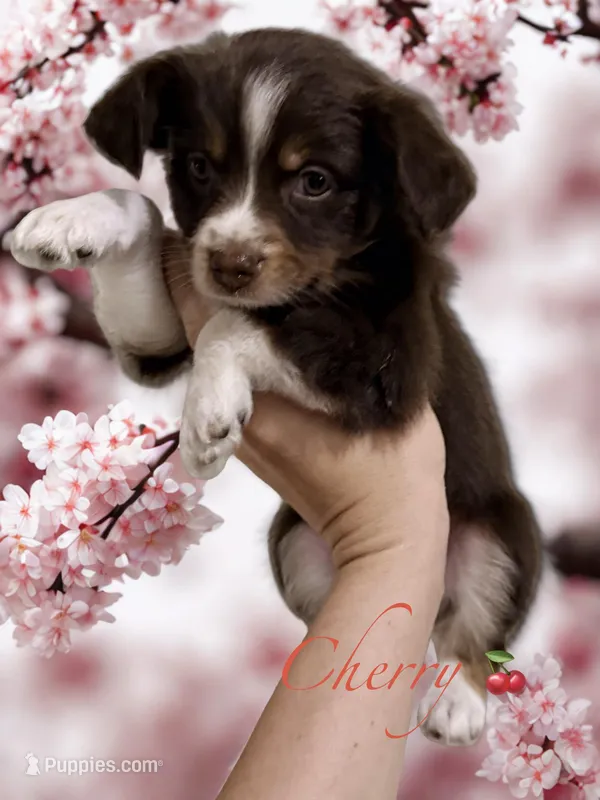 Cherry – Miniature Australian Shepherd puppy for sale in Saltsburg, PA
