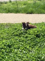 Cherry, a female Miniature Australian Shepherd for sale in Saltsburg, PA – Photo 4 of 4