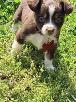 Cherry, a female Miniature Australian Shepherd for sale in Saltsburg, PA – Photo 3 of 4