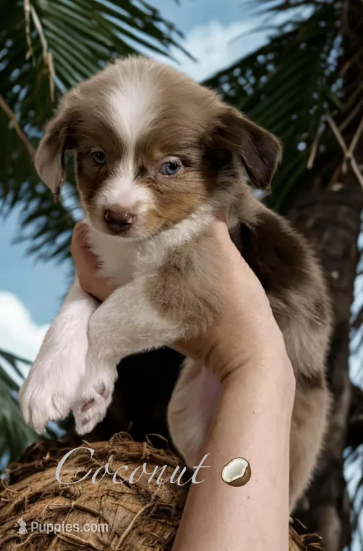 Coconut – Miniature Australian Shepherd puppy for sale in Saltsburg, PA