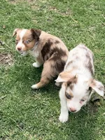 Coconut, a female Miniature Australian Shepherd for sale in Saltsburg, PA – Photo 4 of 4