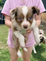 Coconut, a female Miniature Australian Shepherd for sale in Saltsburg, PA – Photo 3 of 4