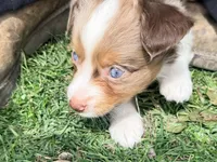 Coconut, a female Miniature Australian Shepherd for sale in Saltsburg, PA – Photo 2 of 4