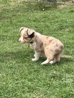 Peaches, a female Miniature Australian Shepherd for sale in Saltsburg, PA – Photo 3 of 4
