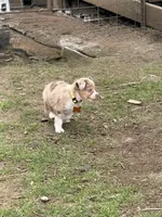 Peaches, a female Miniature Australian Shepherd for sale in Saltsburg, PA – Photo 2 of 4