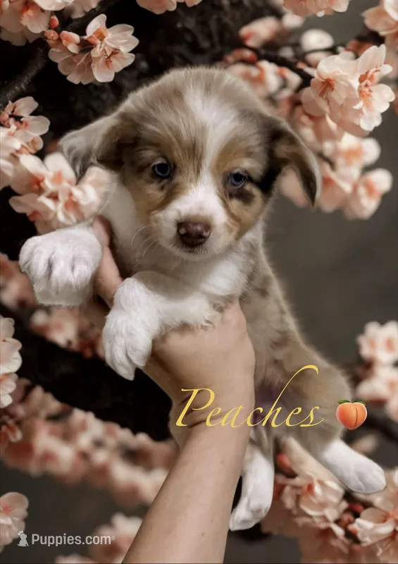 Peaches – Miniature Australian Shepherd puppy for sale in Saltsburg, PA