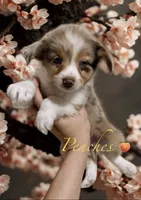 Peaches, a female Miniature Australian Shepherd for sale in Saltsburg, PA – Photo 1 of 4