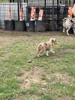 Peaches, a female Miniature Australian Shepherd for sale in Saltsburg, PA – Photo 4 of 4