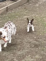 Walnut, a male Miniature Australian Shepherd for sale in Saltsburg, PA – Photo 2 of 4