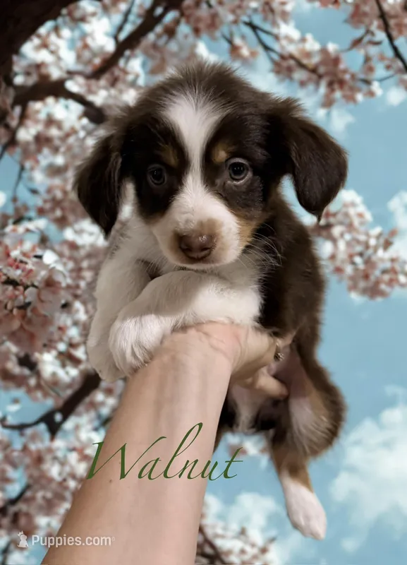 Walnut – Miniature Australian Shepherd puppy for sale in Saltsburg, PA