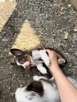 Walnut, a male Miniature Australian Shepherd for sale in Saltsburg, PA – Photo 4 of 4