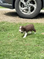 Walnut, a male Miniature Australian Shepherd for sale in Saltsburg, PA – Photo 3 of 4