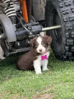 Apple, a female Miniature Australian Shepherd for sale in Saltsburg, PA – Photo 3 of 4