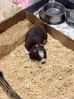 Apple, a female Miniature Australian Shepherd for sale in Saltsburg, PA – Photo 4 of 4