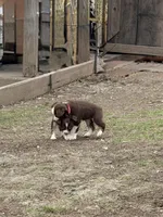 Apple, a female Miniature Australian Shepherd for sale in Saltsburg, PA – Photo 2 of 4