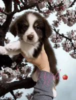 Apple, a female Miniature Australian Shepherd for sale in Saltsburg, PA – Photo 1 of 4