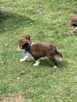 Blueberry, a female Miniature Australian Shepherd for sale in Saltsburg, PA – Photo 4 of 4