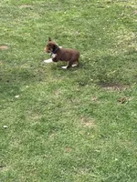 Blueberry, a female Miniature Australian Shepherd for sale in Saltsburg, PA – Photo 3 of 4