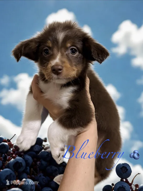 Blueberry – Miniature Australian Shepherd puppy for sale in Saltsburg, PA