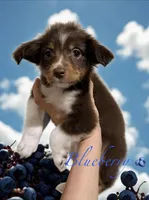 Blueberry, a female Miniature Australian Shepherd for sale in Saltsburg, PA – Photo 1 of 4
