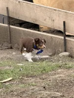 Blueberry, a female Miniature Australian Shepherd for sale in Saltsburg, PA – Photo 2 of 4