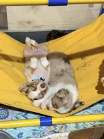 Raspberry, a female Miniature Australian Shepherd for sale in Saltsburg, PA – Photo 4 of 4