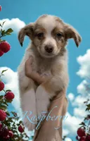 Raspberry, a female Miniature Australian Shepherd for sale in Saltsburg, PA – Photo 1 of 4