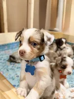 Raspberry, a female Miniature Australian Shepherd for sale in Saltsburg, PA – Photo 3 of 4